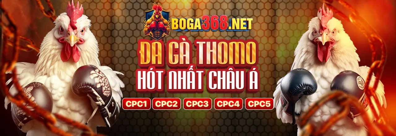 Sân đấu đá gà kịch tính tại ho88
