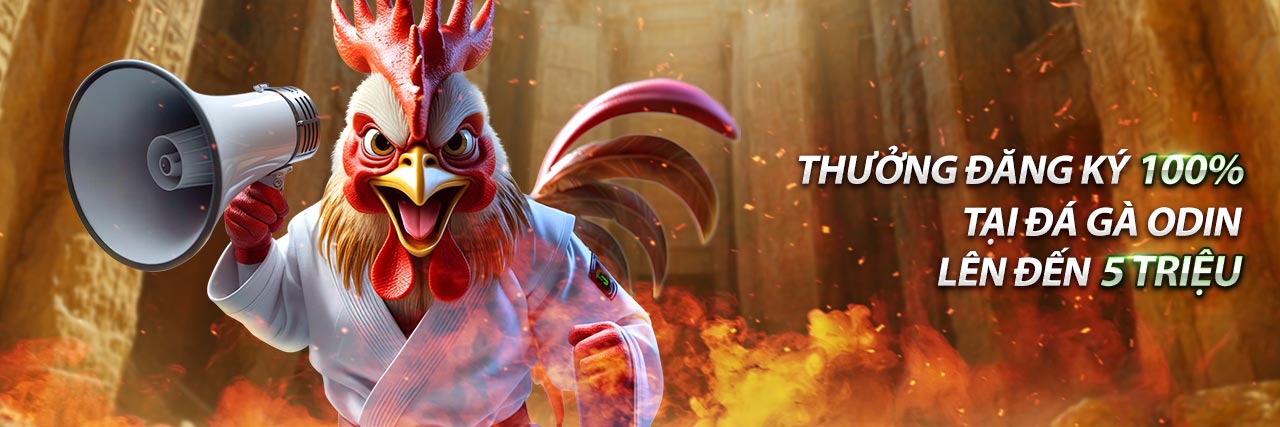 Hình ảnh hai chiến kê đá gà Thomo đang giao tranh ác liệt