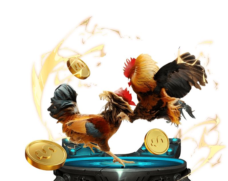 Hình ảnh cận cảnh một chiến kê được trang bị cựa sắt